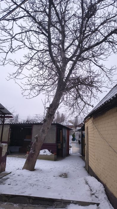 Обрезка деревьев и спил под корень