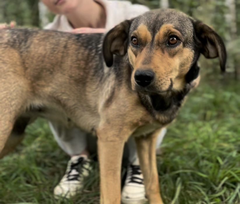 Do adopcji Młoda spokojna sunia