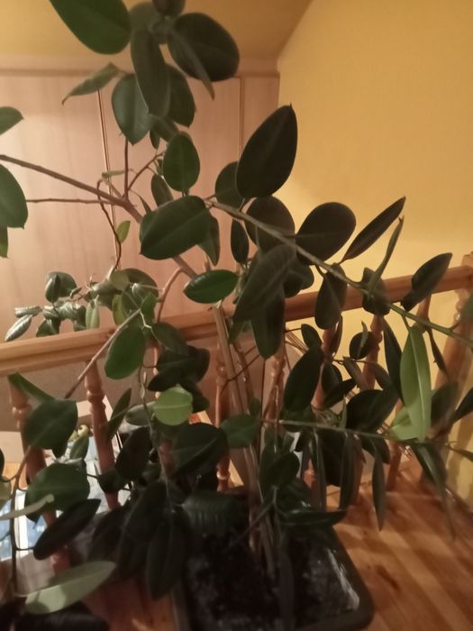 Kwiat fikus bardzo duży.