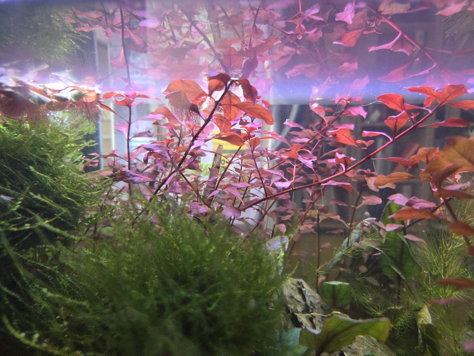 Plantas de aquário