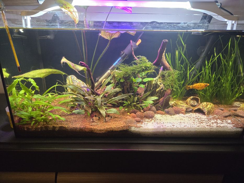 Akwarium 60l sprzedam jak stoi