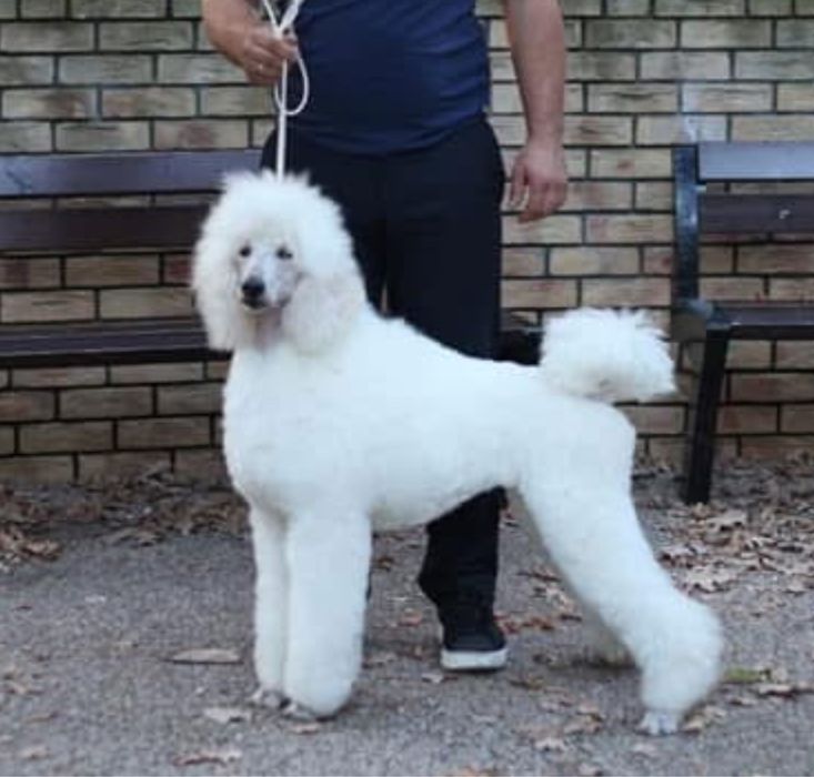 PUDEL DUŻY królewski FCI Zkwp