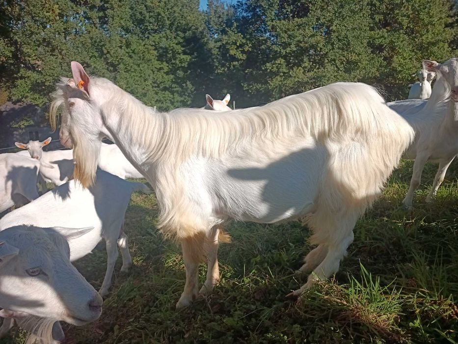 Cap, kozioł saaneński na sprzedaż