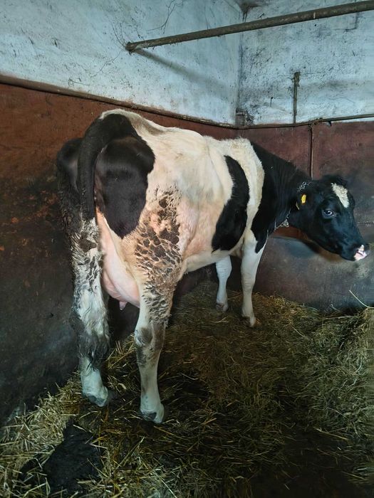 Krowa po pierwszym cielaku