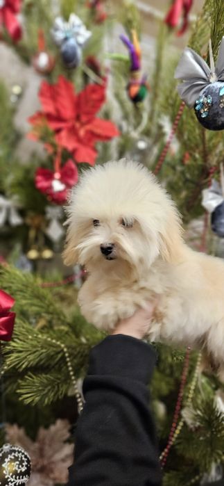 Мальчик  мальтипу 8 мес мини