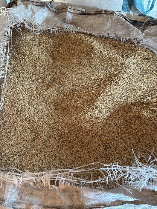 Продам зерно (овес,пшениця,кукурудза,ячмінь)
