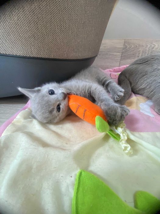 Kotka Rosyjska Niebieska FPL