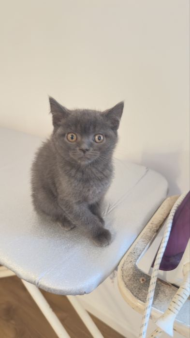 Fêmea scottish stright