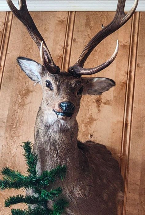 Продам чучело пятнистого оленя