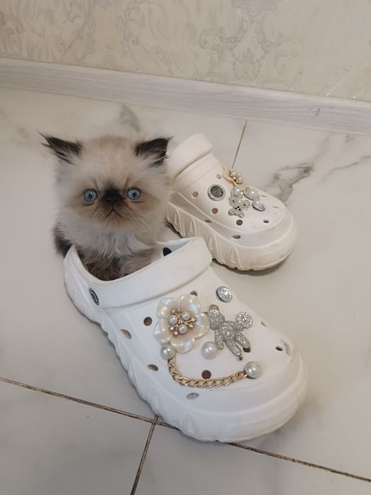 Милейшие котята Персы