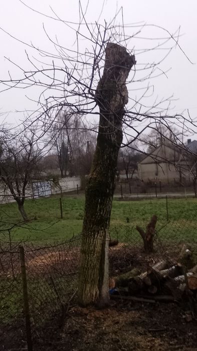 Продам дерева горіха.