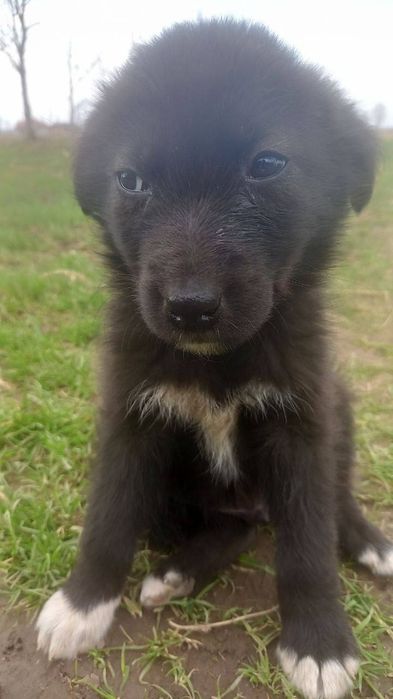 Віддам в добрі руки