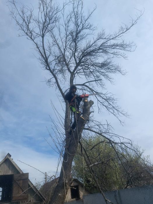 ПИЛЯЄМО і Розпилюємо Професійно.Ціна по Людськи
Фруктові Дерева, в Романково.

 Нам