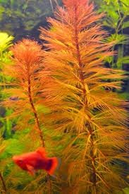 Набір рослин новачкам водоросли