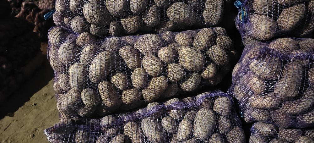 Картопля Сорая Балтік Роуз Мелоді