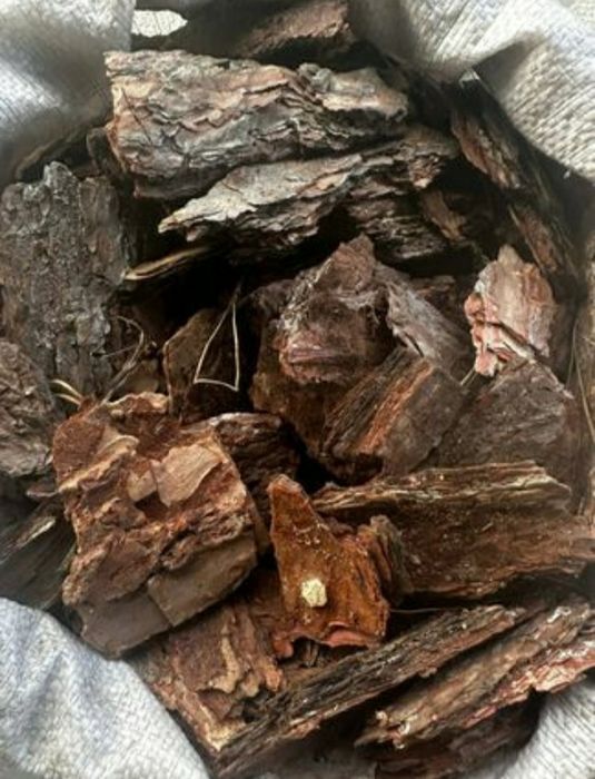 РОЖПРОДАЖ сосна кори