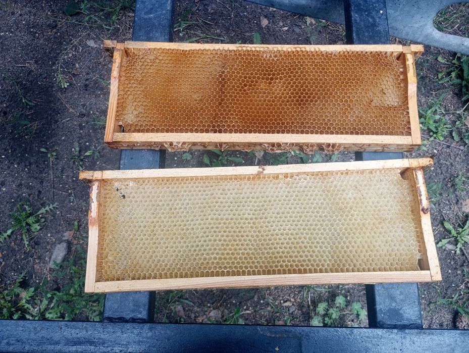 Ramka susz wielkopolskie nadstawka