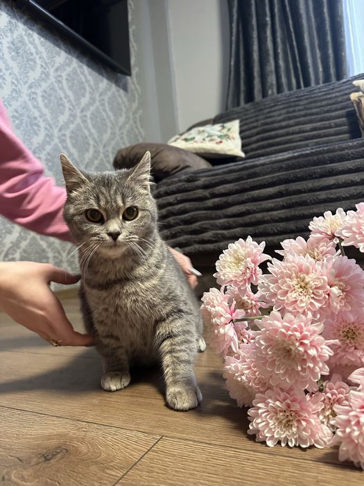 Продається. Тигрова Британка