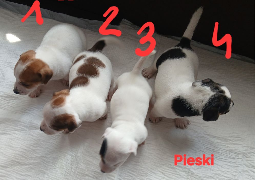 JACK RUssell Terrier