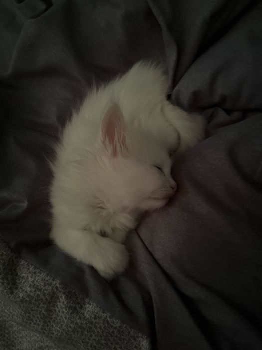 Отдам котика в хорошие руки