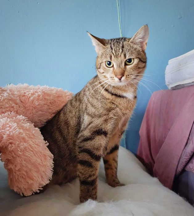 Niunia młoda koteczka