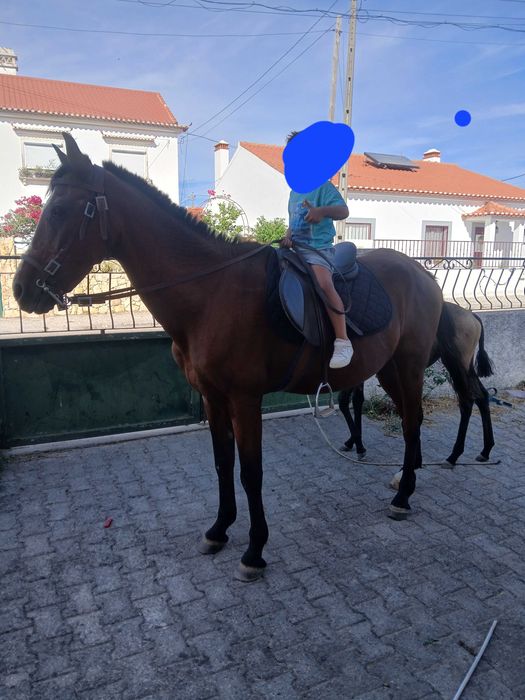 Vendo cavalo capado