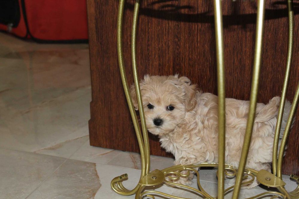 Maltipoo Kawowa Latee Suczka Rodowodowa Kręcony Loczek