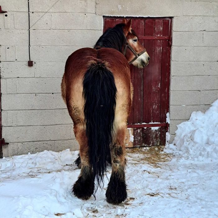 Klacz zimnokrwista źrebna
