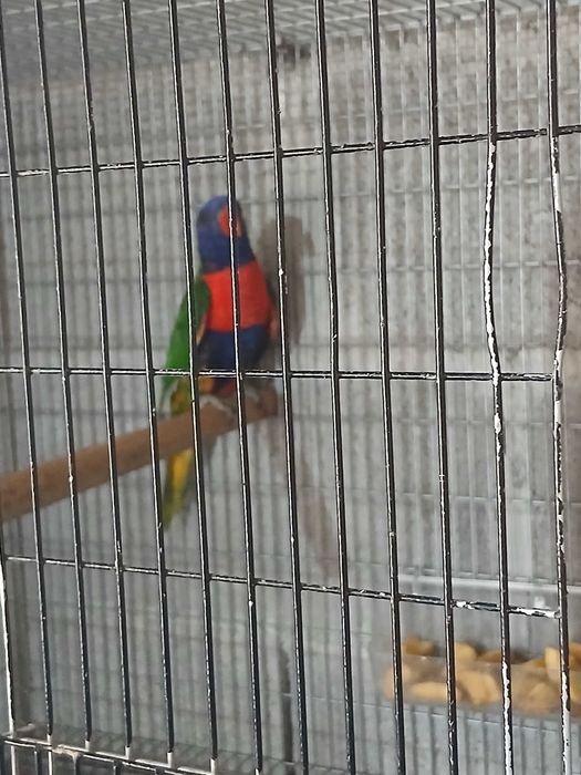 Casal loris mulucanos