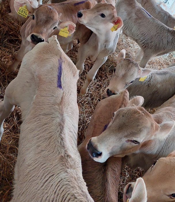 Grebkow cieleta miesne byczki
