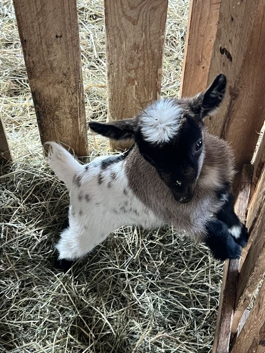 Koziołek miniaturka