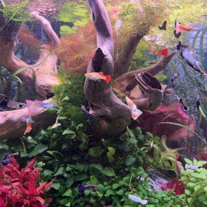 Przepiekne gupiki rasowe!!!Super cena!!!