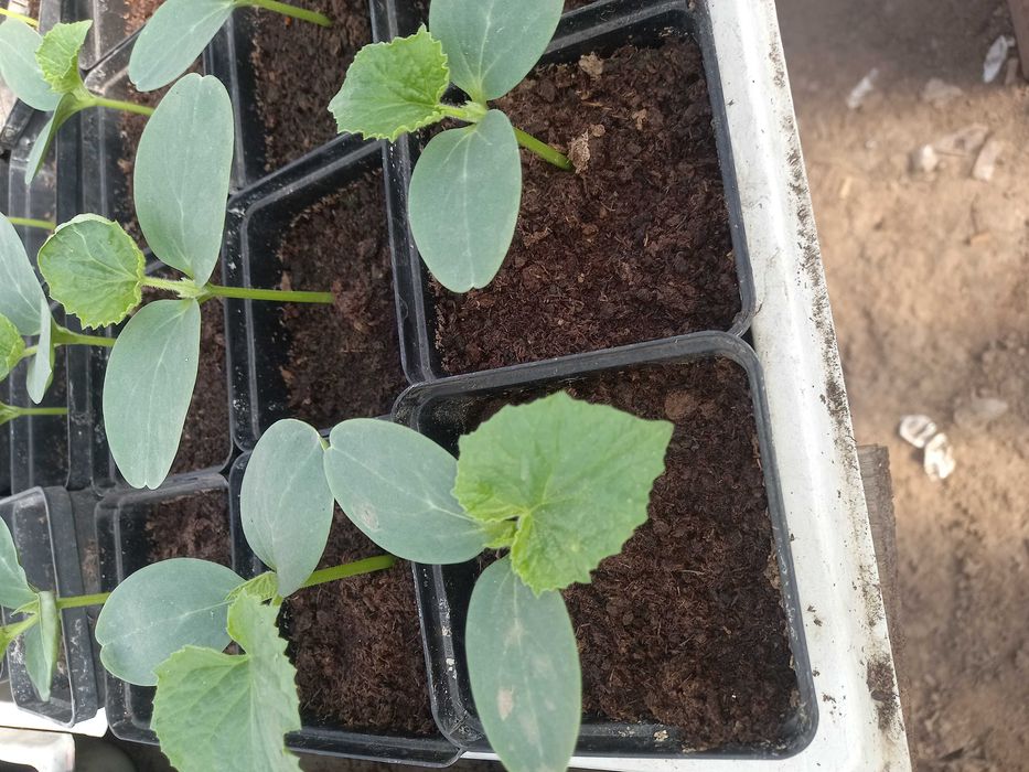 Sadzonki pomidorów,ogórków,papryki,selera,por.Niemcza ul.Folwarczna 23