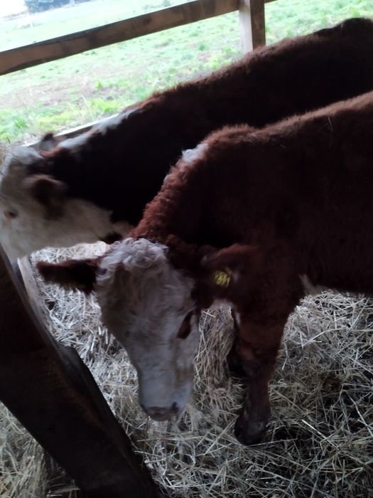 Odsadki Hereford