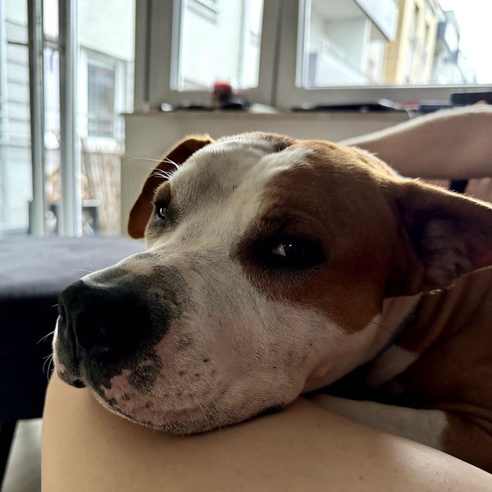 Piękny amstaff z rodowodem FCI