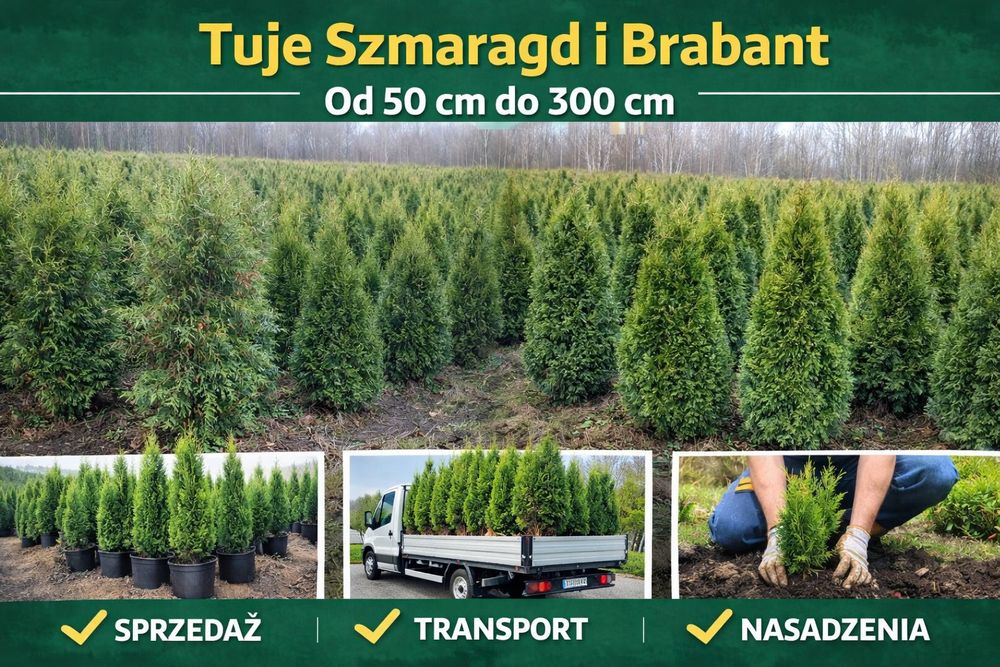 Tuje thuje Szmaragd brabant transport sadzenie hydrożelowe