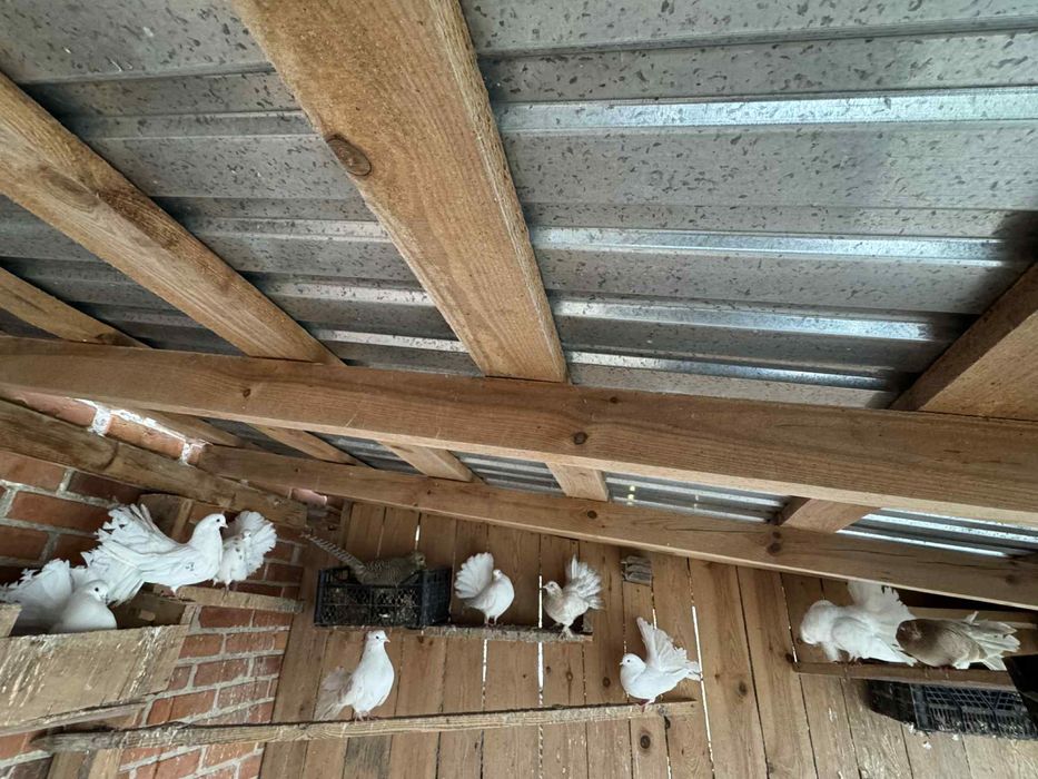 Golębie pawiki gołąb pawik