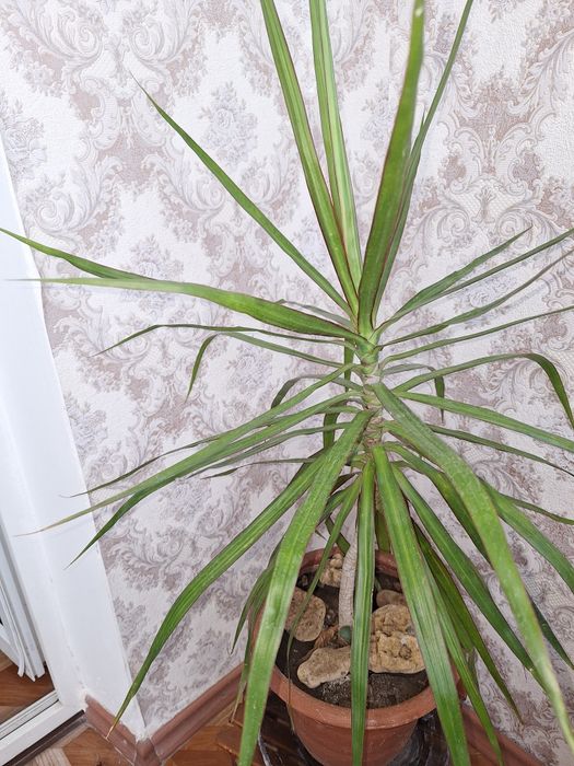 Драцена Marginata