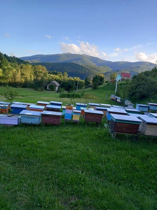 Продам "Бджоло-пакети Карпатка  Гірська"