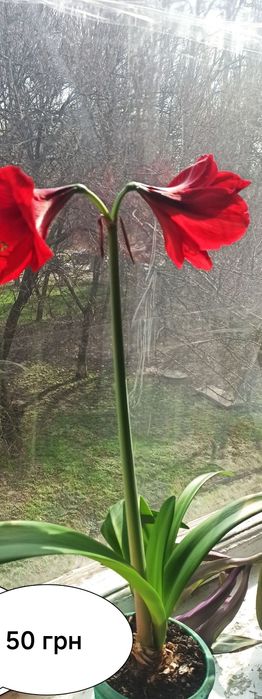 Комнатные  цветы