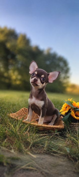 Chihuahua piesek o cudownym charakterze