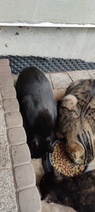 Oddam koty    za darmo