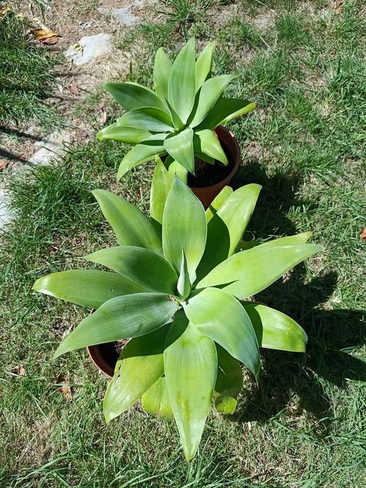 Planta Agave 60cm