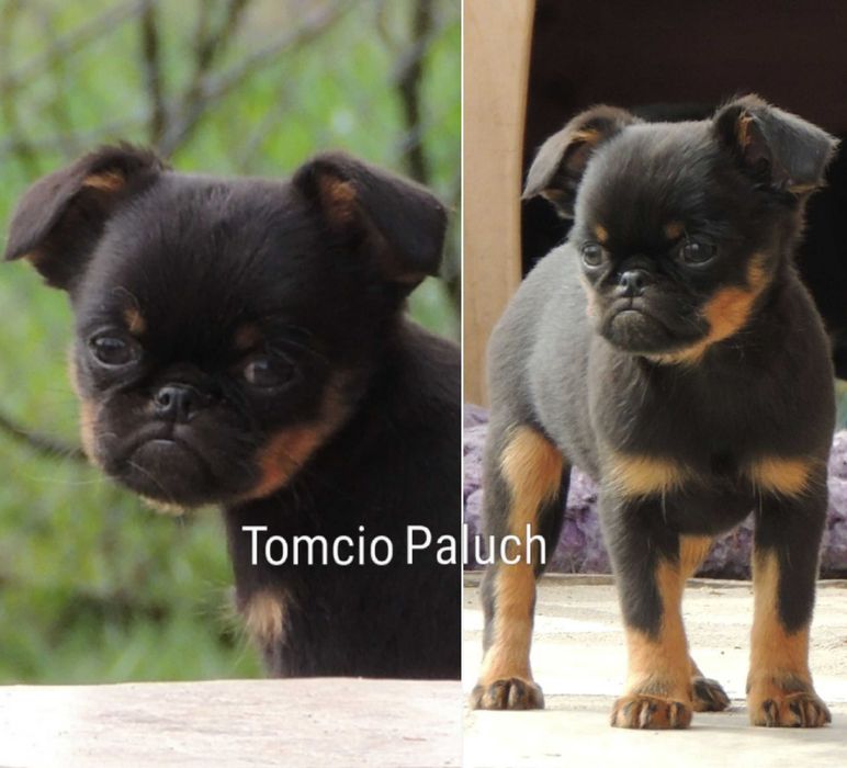 Gryfonik brabantczyk ZKwP/FCI