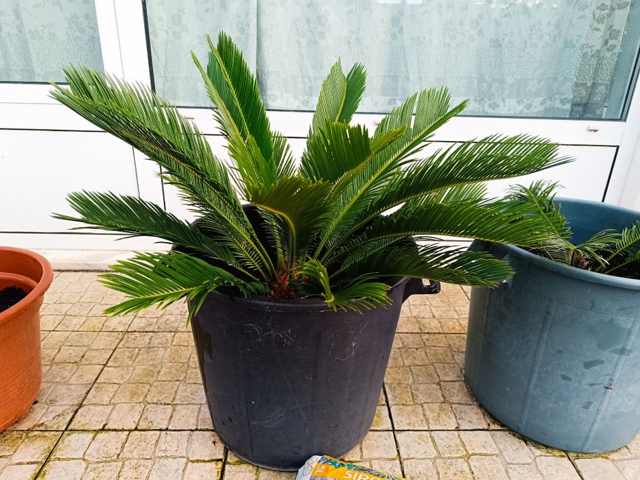 Cyca revoluta Para venda (várias)