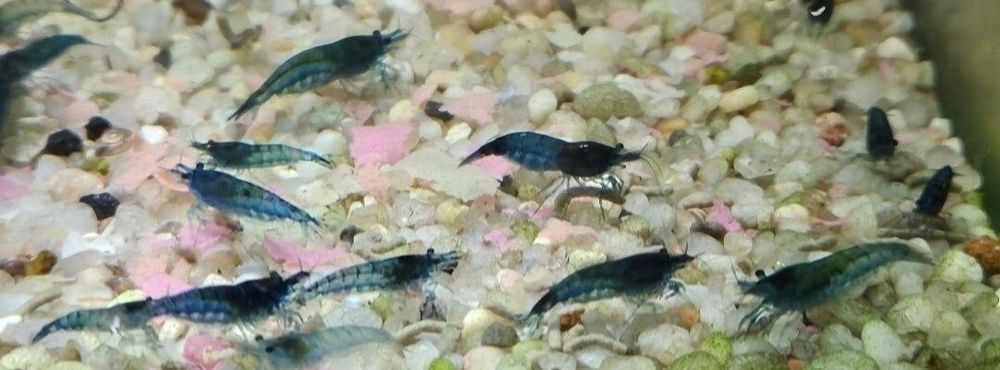 Krewetki blue velvet