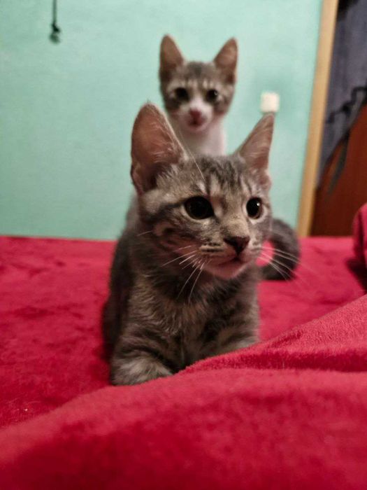 Котик (даром) 3 місяці