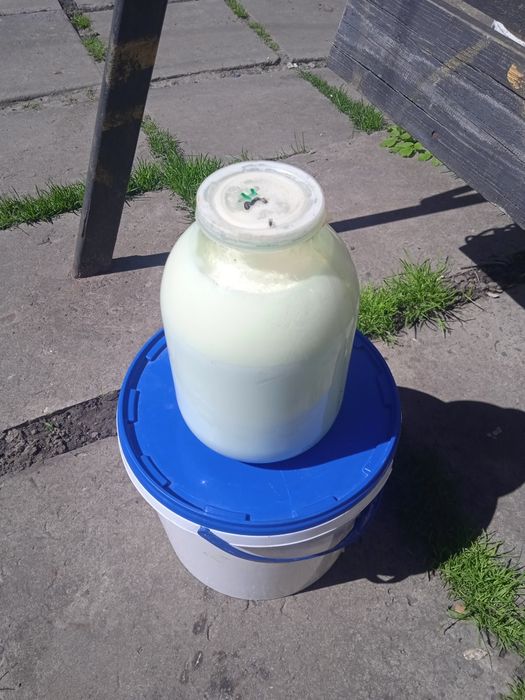 Сир домашній творог коров'ячий