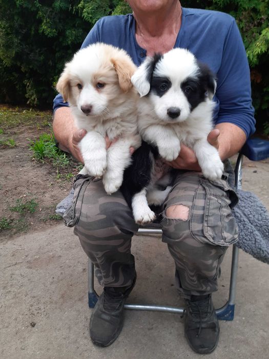 Psiaki cudaki Border collie