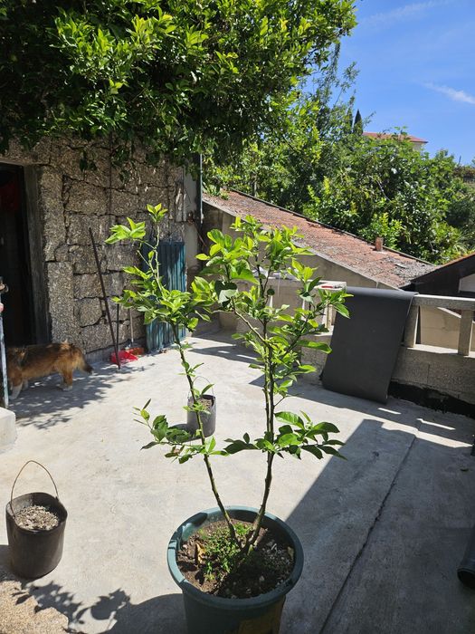 Limoeiro  com fruto